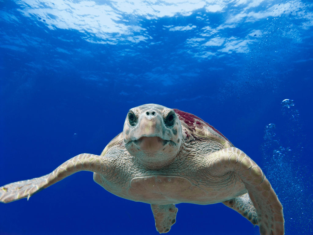 動物霊とカルマ①　【海・川の生き物編】